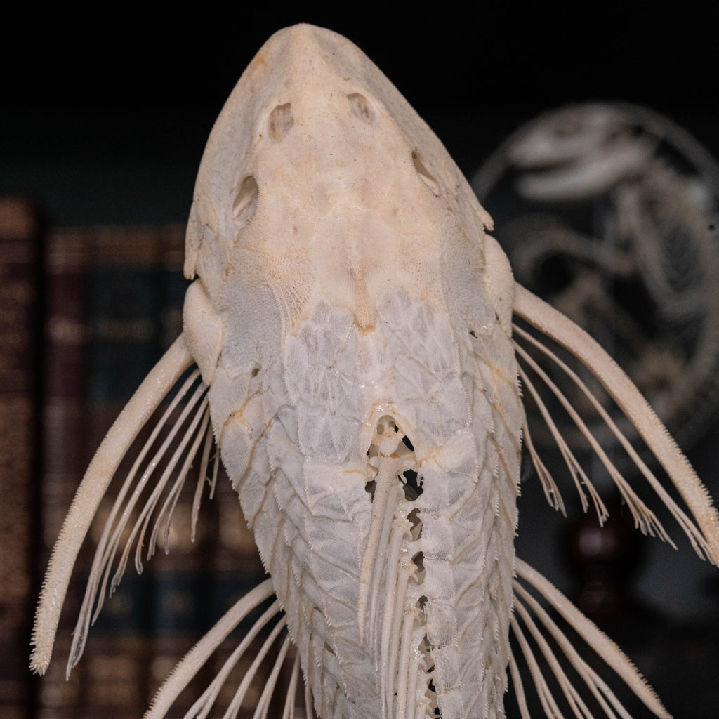 Pleco skeleton, Armored Catfish, Suckermouth Catfish skeleton, bone collection, oddities and curiosities,  Real fish skeleton taxidermy,  real fish skull, trophy fish taxidermy,  fish anatomy,  Goth home decor, dark academia, vulture culture