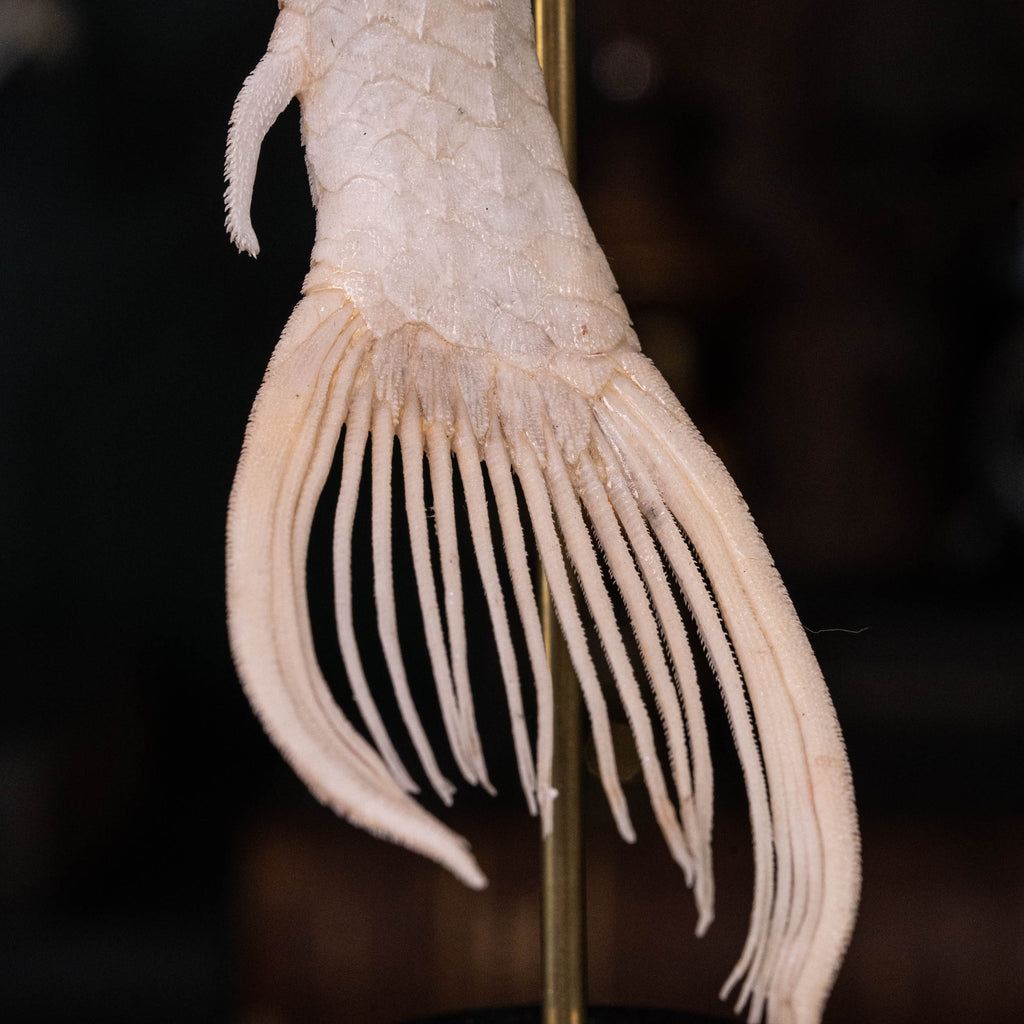 Pleco skeleton, Armored Catfish, Suckermouth Catfish skeleton, bone collection, oddities and curiosities,  Real fish skeleton taxidermy,  real fish skull, trophy fish taxidermy,  fish anatomy,  Goth home decor, dark academia, vulture culture