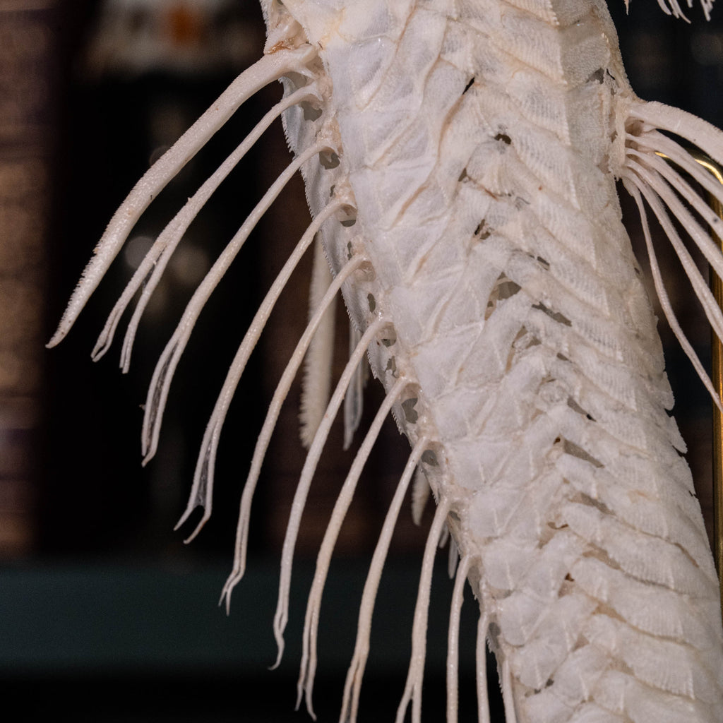 Pleco skeleton, Armored Catfish, Suckermouth Catfish skeleton, bone collection, oddities and curiosities,  Real fish skeleton taxidermy,  real fish skull, trophy fish taxidermy,  fish anatomy,  Goth home decor, dark academia, vulture culture