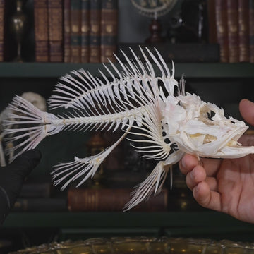 museum specimen collection
bone collection, skeleton collection 
oddities and curiosities 
Real fish skeleton taxidermy 
real fish skull
trophy fish taxidermy 
full fish skeleton 
fish anatomy 
fish spikes
predator fish specimen
Monsterfish skull