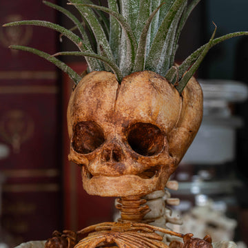 skull air plant holder Baby Fetus Skeleton Air Plant Holder 3D Printed