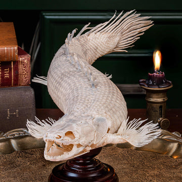 A real Bichir fish skeleton taxidermy 