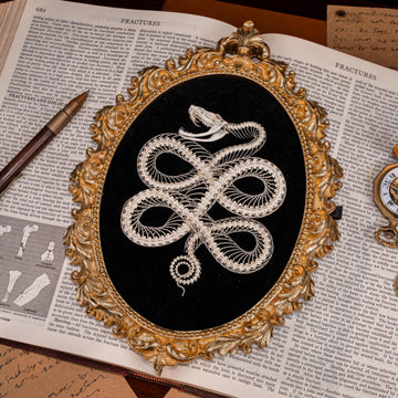 Real viper snake skeleton posed into a Celtic knot symbol from ancient Viking culture, framed in gothic vintage style. Perfect for witch altar decor, Norse mythology lovers, pagan ritual space, or symbolic bone art collectors. Hand-cleaned, ethically sourced, and preserved on black velvet background for natural history and dark academia displays.