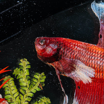 Colorful fish skeleton taxidermy with striking blue and red tones unique marine bone art for gothic decor.