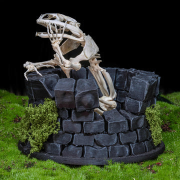 Real frog skeleton taxidermy art displayed on a hand-crafted stone well diorama, inspired by the fable “The Frog in the Well.” This Asian bullfrog skeleton is ethically sourced and carefully mounted, making it a unique gothic art decor and natural history specimen. Perfect for oddities collectors, curiosity cabinet displays, dark academia interiors, and symbolic storytelling art that combines memento mori, philosophy, and natural history.