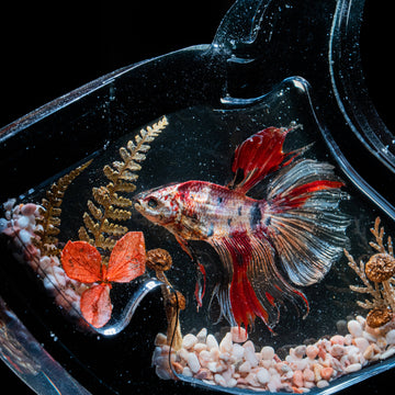 red betta fish skeleton taxidermy small marine specimen for curio cabinets and gothic displays.