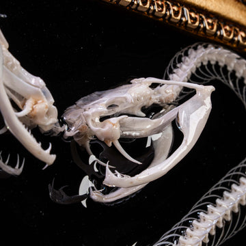 Mystical medical symbol made from real vipers — symbolic and creepy bone art for esoteric decor lovers.