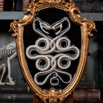 Two_Viper_Skeleton_Four_ring_on_Frame