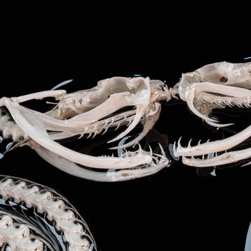 Viper-snake-skeleton-four-ring-on-frame