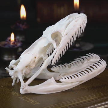 Real python skull specimen with detailed bone structure and fully articulated jaws, showing rows of sharp curved teeth. Ideal for reptile anatomy study, natural history display, or gothic home decor. This authentic snake skull taxidermy is ethically sourced and preserved for collectors, paleontology enthusiasts, or oddities lovers. Perfect for educational use, dark academia shelf, or scientific decor themes.