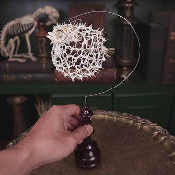 Real pufferfish skeleton taxidermy preserved in full form with spiky bones for marine bone art collectors