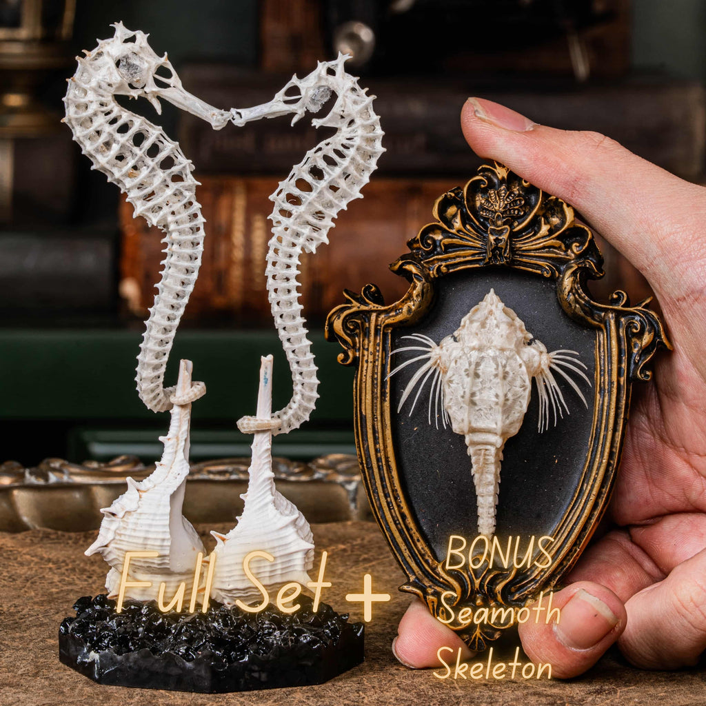 real seahorse skeleton, fish taxidermy, fish anatomy, wedding gift, couple gift, seahorse with tail curls around seashell