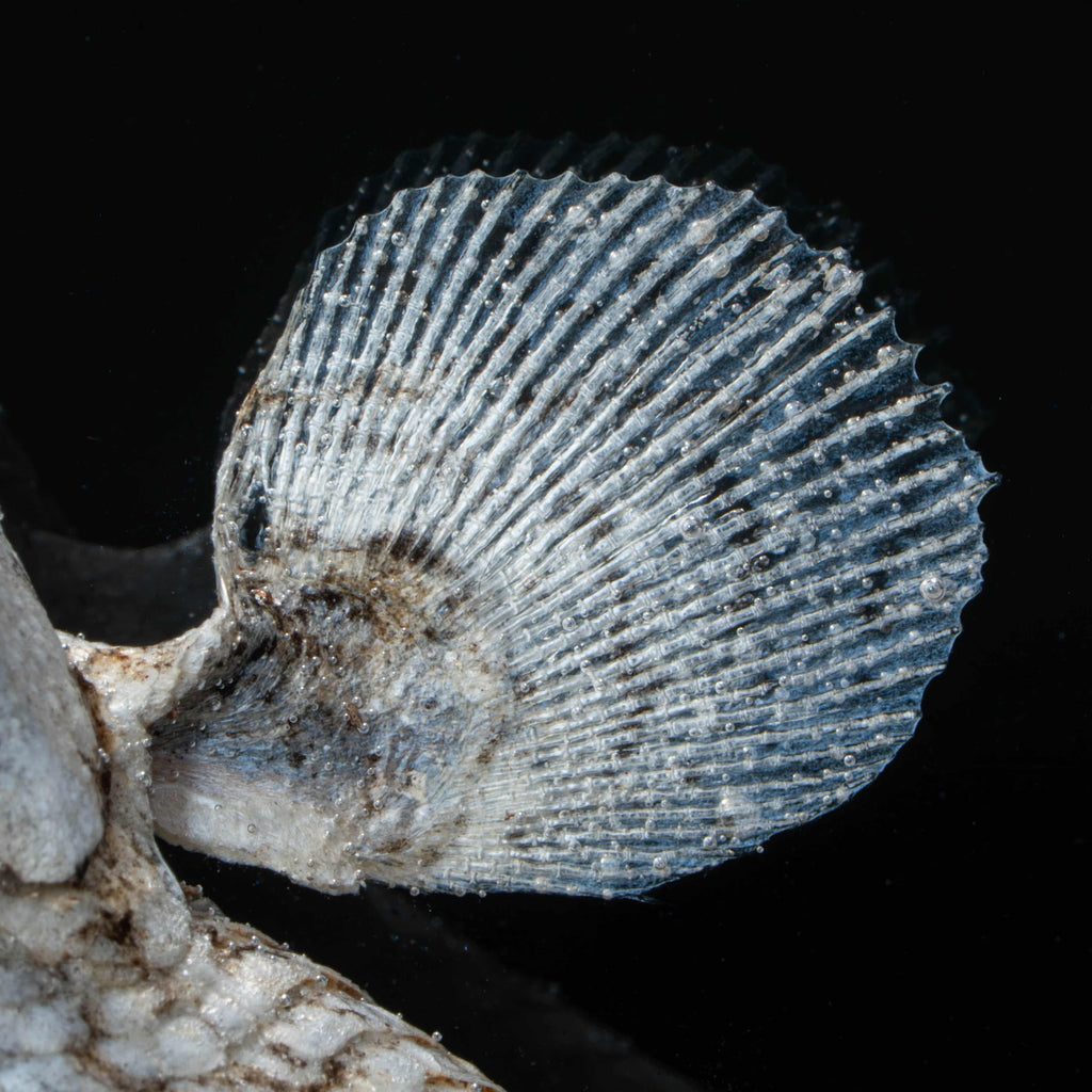 Two real bichir fish skeletons arranged in the shape of the Pisces zodiac symbol preserved Polypterus taxidermy in a clear display tank for gothic and astrological decor.