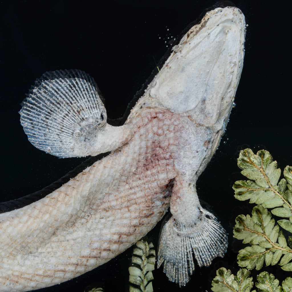Two real bichir fish skeletons arranged in the shape of the Pisces zodiac symbol preserved Polypterus taxidermy in a clear display tank for gothic and astrological decor.