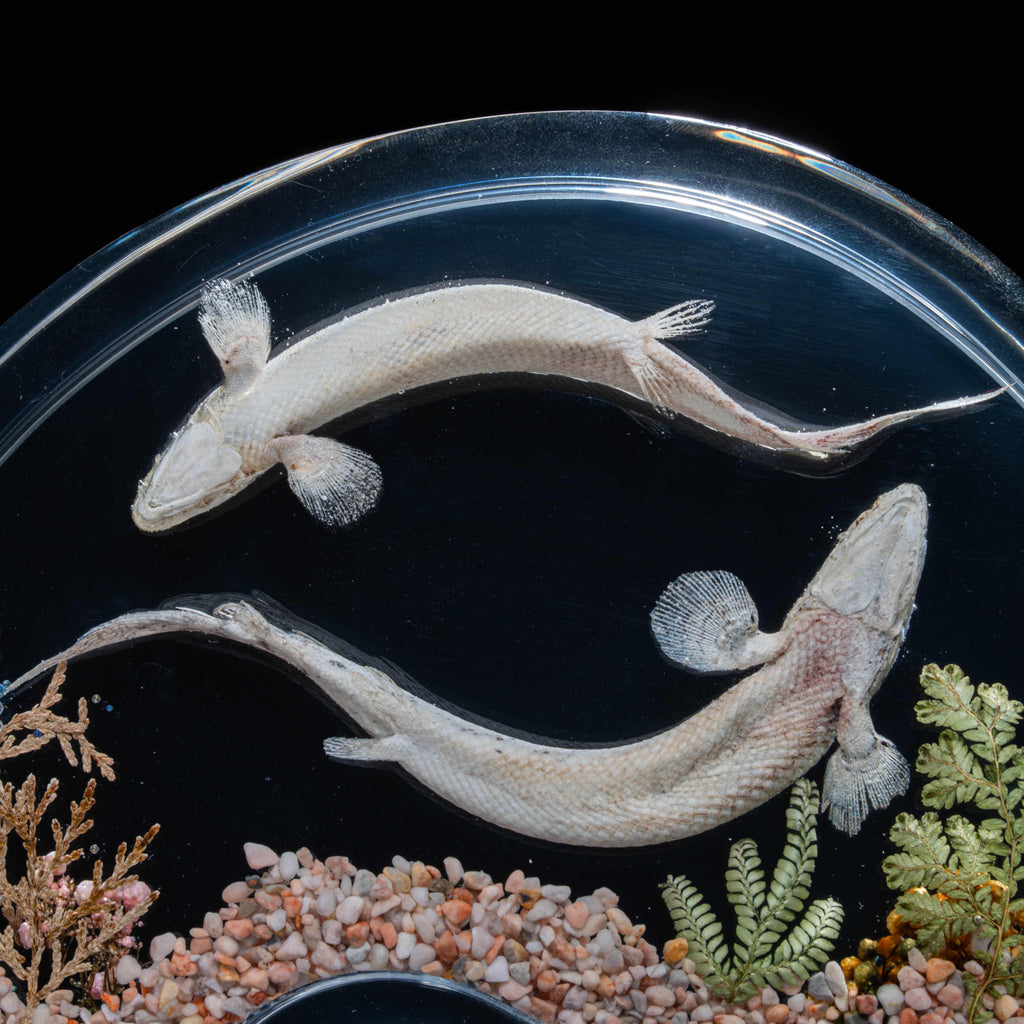 Two real bichir fish skeletons arranged in the shape of the Pisces zodiac symbol preserved Polypterus taxidermy in a clear display tank for gothic and astrological decor.