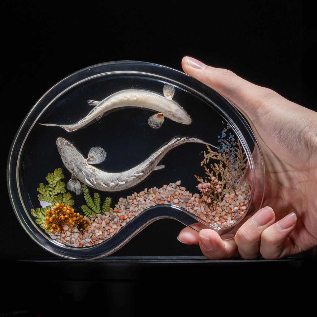 Two real bichir fish skeletons arranged in the shape of the Pisces zodiac symbol preserved Polypterus taxidermy in a clear display tank for gothic and astrological decor.