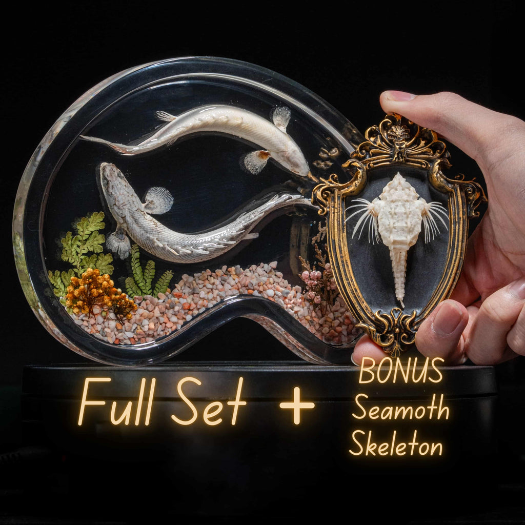 Two real bichir fish skeletons arranged in the shape of the Pisces zodiac symbol preserved Polypterus taxidermy in a clear display tank for gothic and astrological decor.