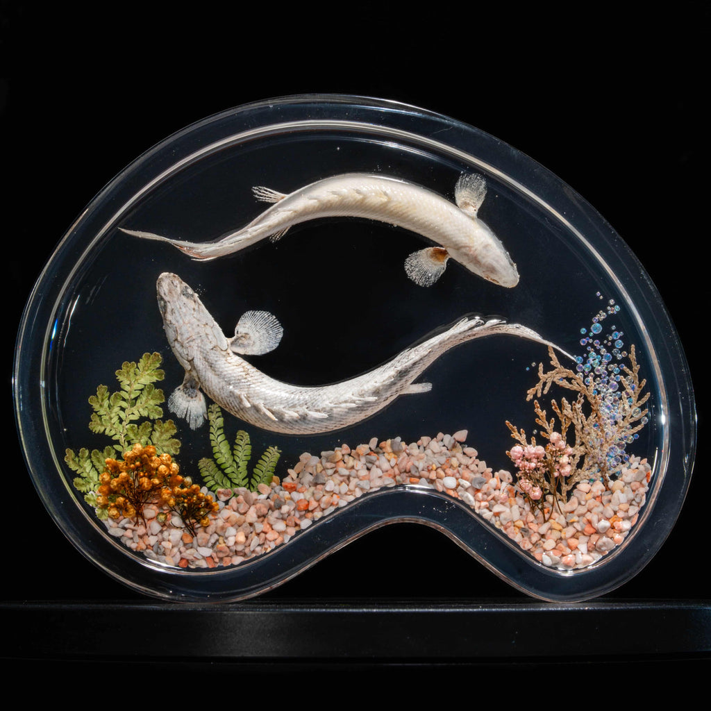 Two real bichir fish skeletons arranged in the shape of the Pisces zodiac symbol preserved Polypterus taxidermy in a clear display tank for gothic and astrological decor.