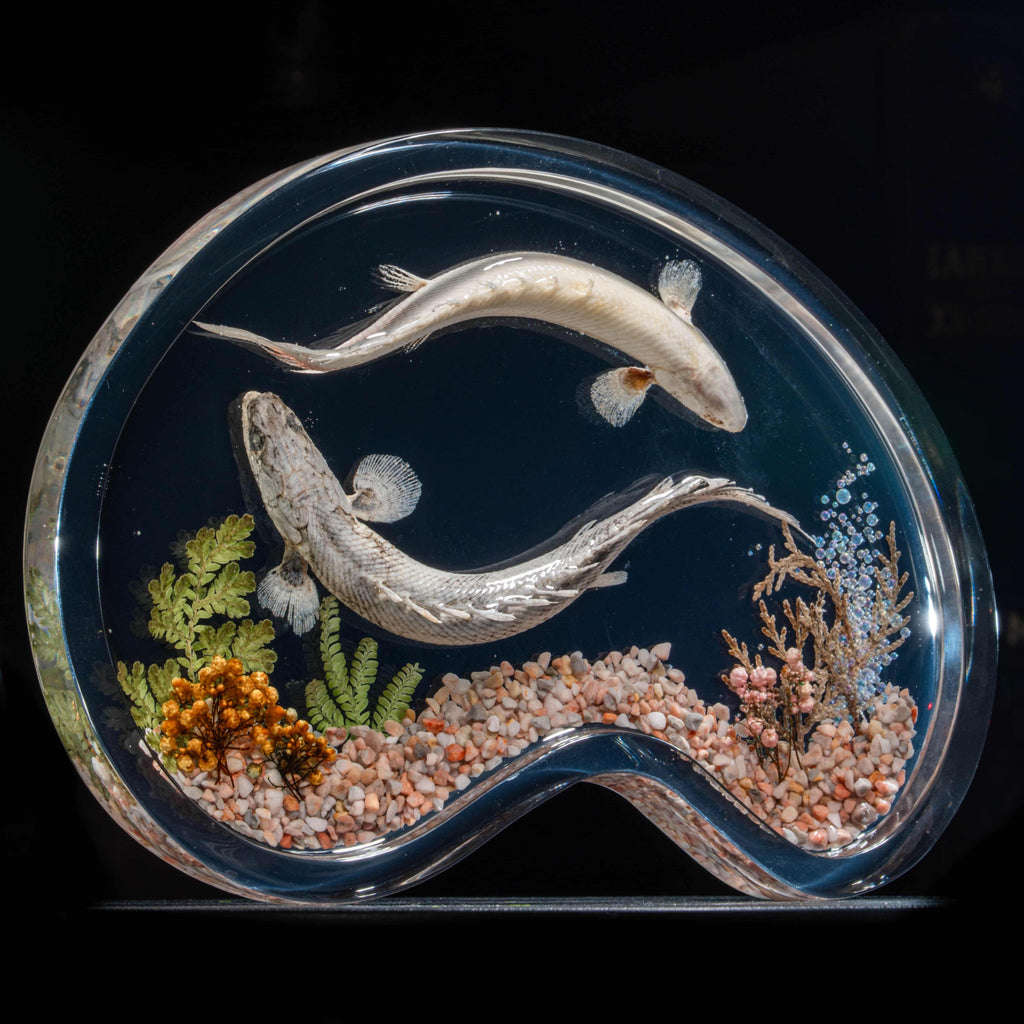Two real bichir fish skeletons arranged in the shape of the Pisces zodiac symbol preserved Polypterus taxidermy in a clear display tank for gothic and astrological decor.