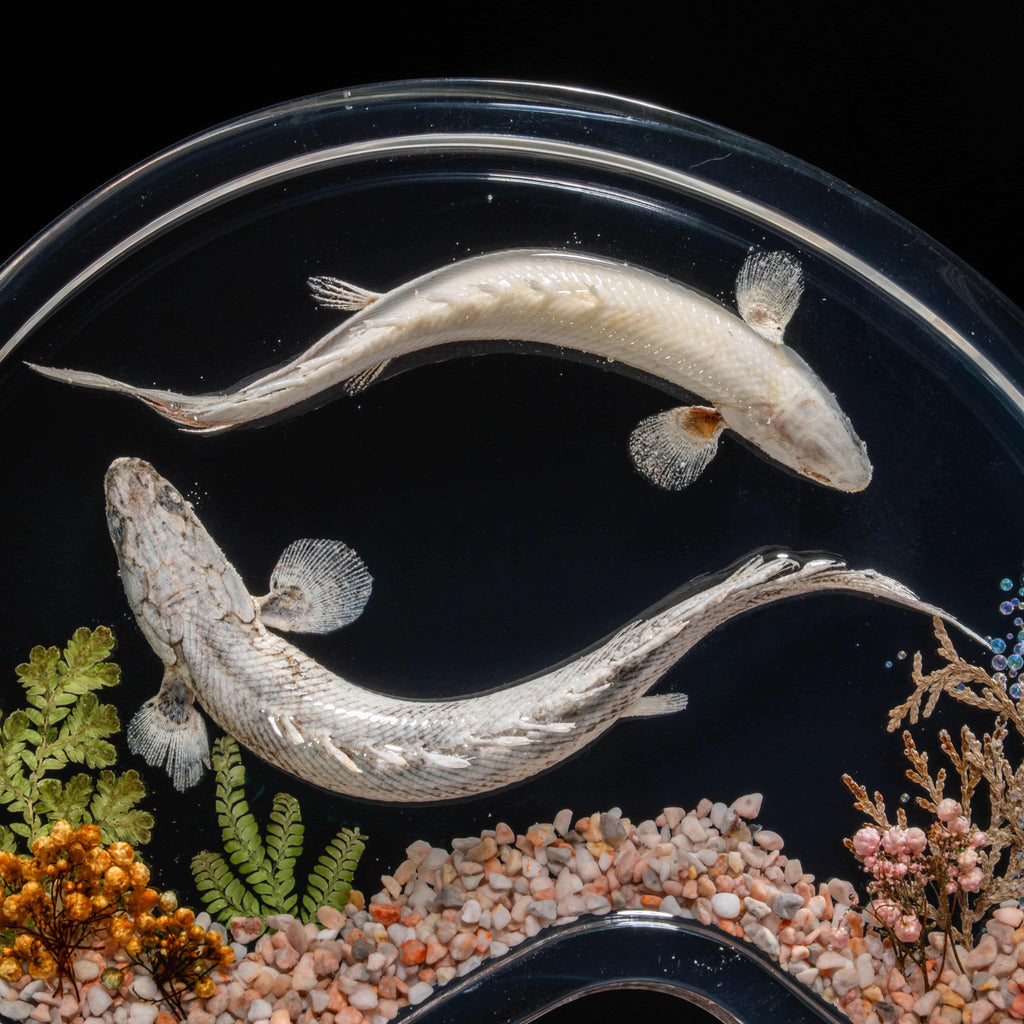 Two real bichir fish skeletons arranged in the shape of the Pisces zodiac symbol preserved Polypterus taxidermy in a clear display tank for gothic and astrological decor.