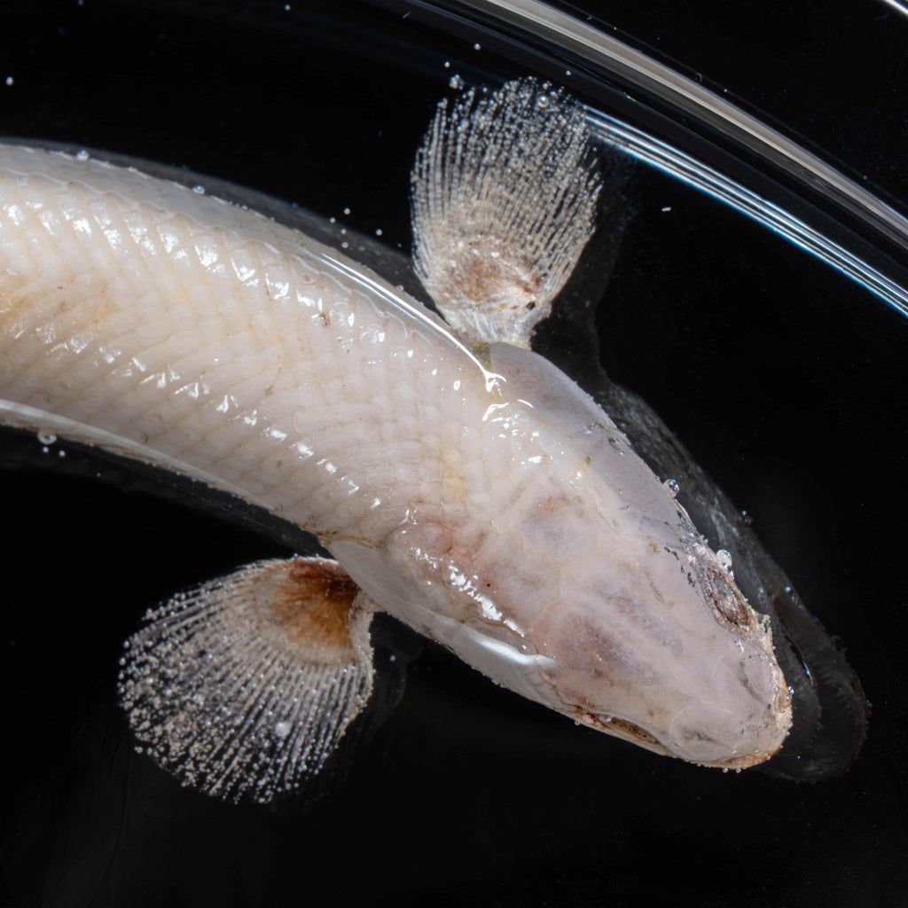 Two real bichir fish skeletons arranged in the shape of the Pisces zodiac symbol preserved Polypterus taxidermy in a clear display tank for gothic and astrological decor.