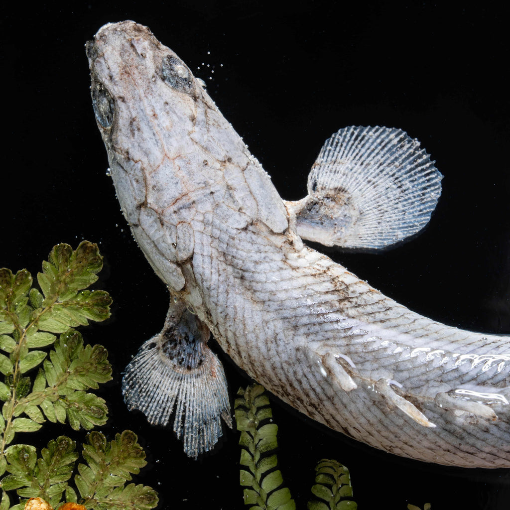 Two real bichir fish skeletons arranged in the shape of the Pisces zodiac symbol preserved Polypterus taxidermy in a clear display tank for gothic and astrological decor.