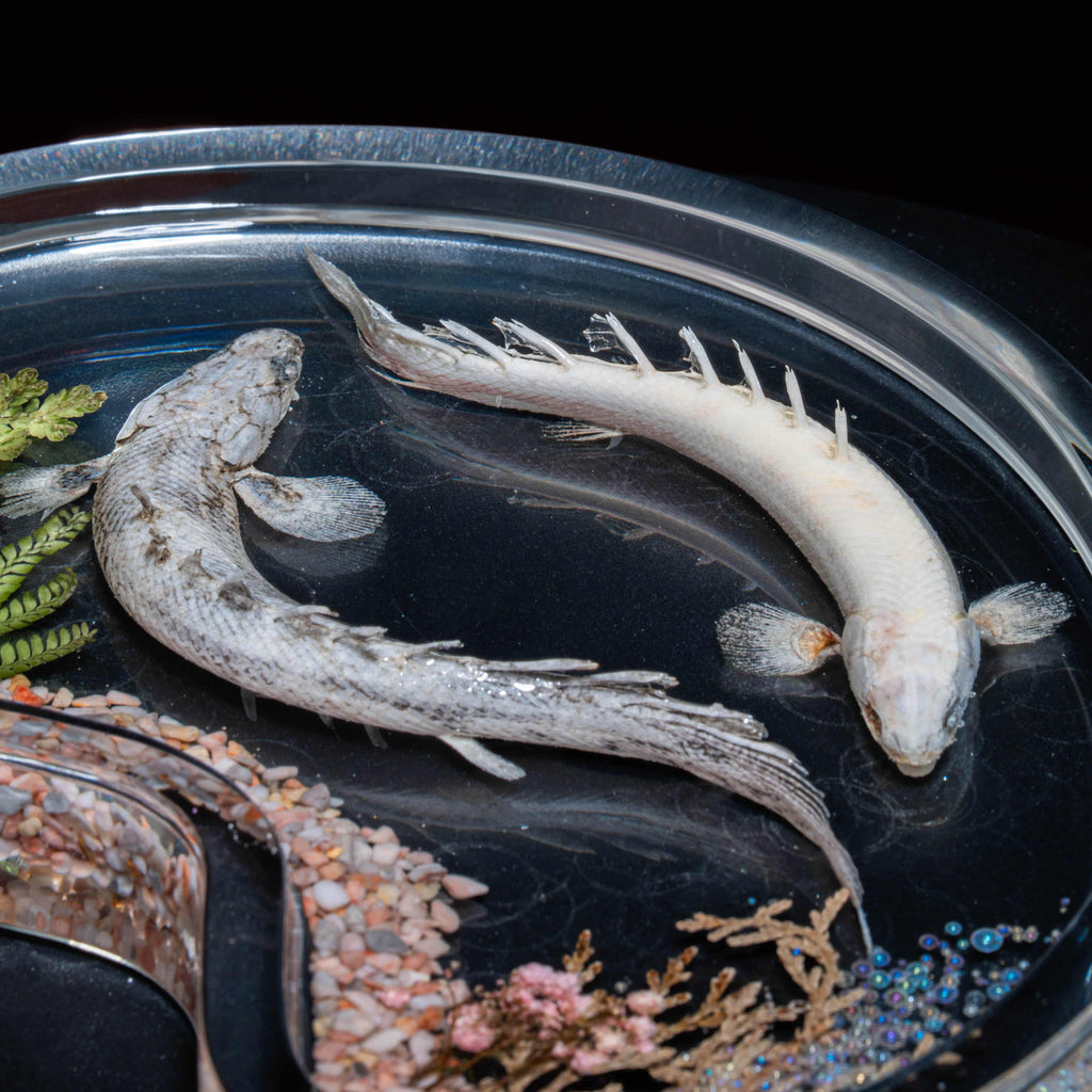Two real bichir fish skeletons arranged in the shape of the Pisces zodiac symbol preserved Polypterus taxidermy in a clear display tank for gothic and astrological decor.
