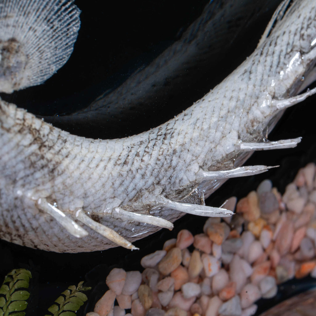 Two real bichir fish skeletons arranged in the shape of the Pisces zodiac symbol preserved Polypterus taxidermy in a clear display tank for gothic and astrological decor.