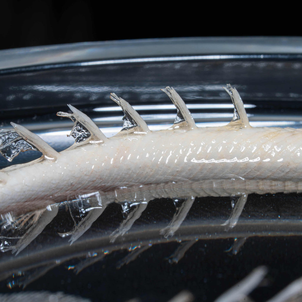 Two real bichir fish skeletons arranged in the shape of the Pisces zodiac symbol preserved Polypterus taxidermy in a clear display tank for gothic and astrological decor.