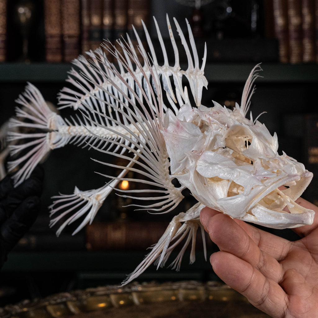 museum specimen collection
bone collection, skeleton collection 
oddities and curiosities 
Real fish skeleton taxidermy 
real fish skull
trophy fish taxidermy 
full fish skeleton 
fish anatomy 
fish spikes
predator fish specimen
Monsterfish skull