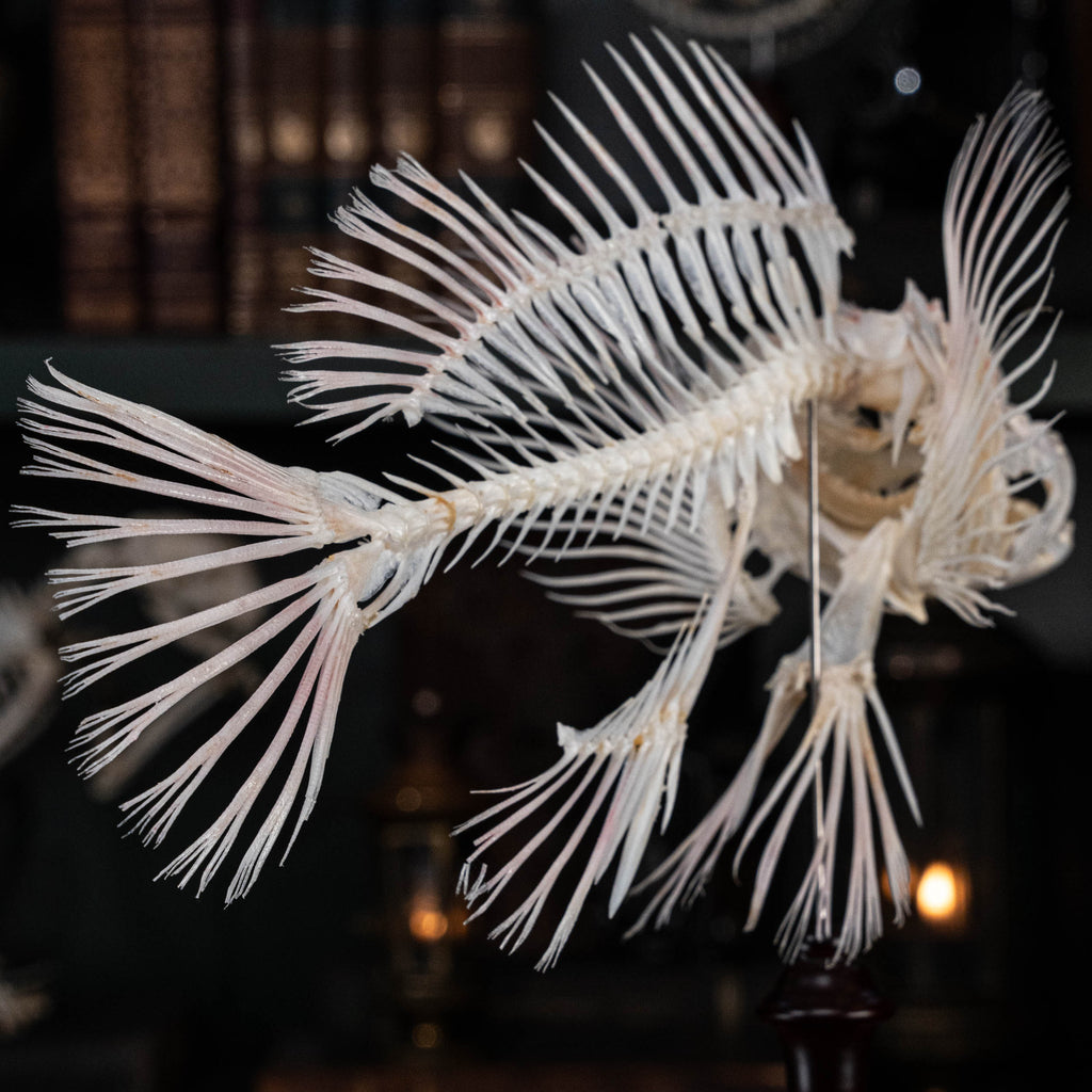 museum specimen collection
bone collection, skeleton collection 
oddities and curiosities 
Real fish skeleton taxidermy 
real fish skull
trophy fish taxidermy 
full fish skeleton 
fish anatomy 
fish spikes
predator fish specimen
Monsterfish skull