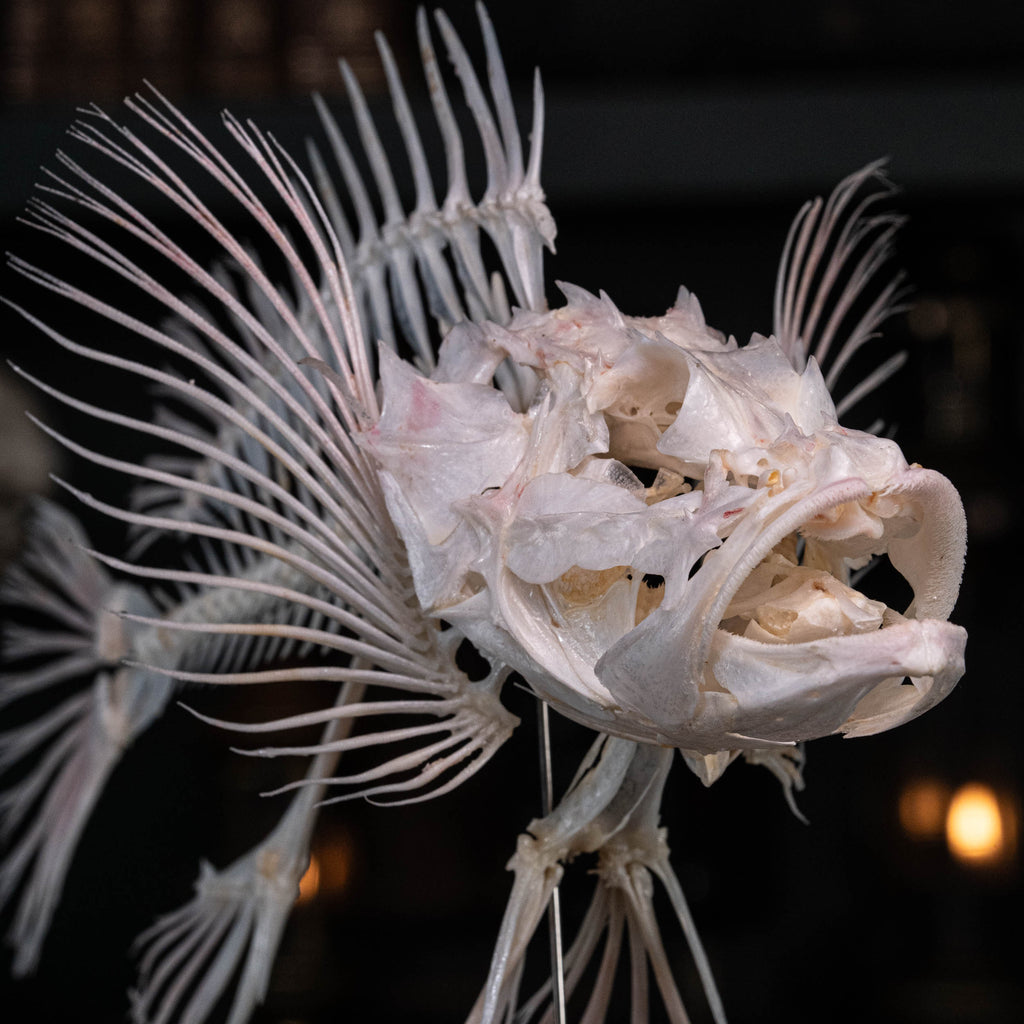 museum specimen collection
bone collection, skeleton collection 
oddities and curiosities 
Real fish skeleton taxidermy 
real fish skull
trophy fish taxidermy 
full fish skeleton 
fish anatomy 
fish spikes
predator fish specimen
Monsterfish skull