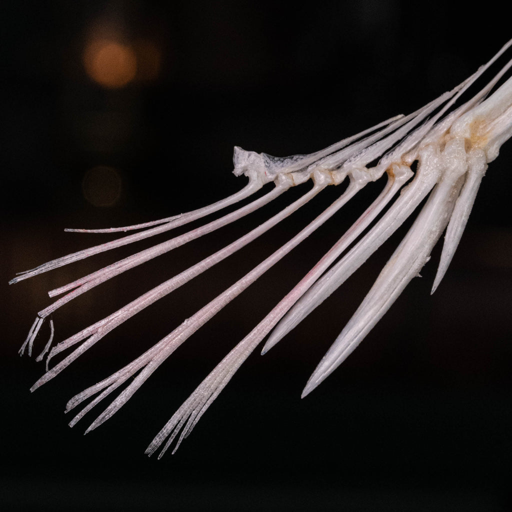 museum specimen collection
bone collection, skeleton collection 
oddities and curiosities 
Real fish skeleton taxidermy 
real fish skull
trophy fish taxidermy 
full fish skeleton 
fish anatomy 
fish spikes
predator fish specimen
Monsterfish skull