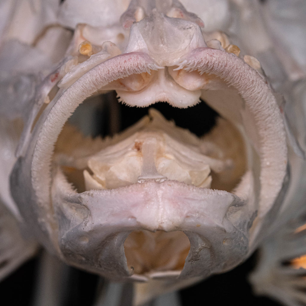 museum specimen collection
bone collection, skeleton collection 
oddities and curiosities 
Real fish skeleton taxidermy 
real fish skull
trophy fish taxidermy 
full fish skeleton 
fish anatomy 
fish spikes
predator fish specimen
Monsterfish skull