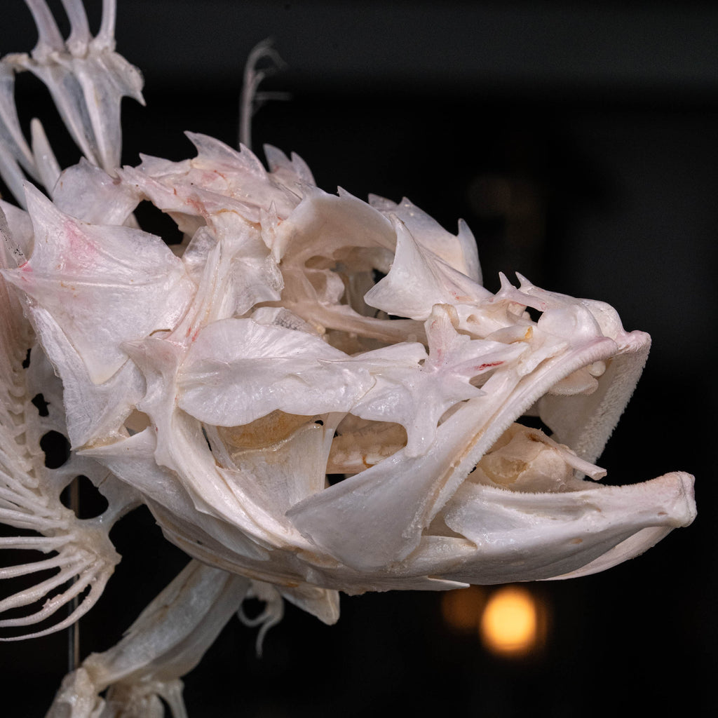 museum specimen collection
bone collection, skeleton collection 
oddities and curiosities 
Real fish skeleton taxidermy 
real fish skull
trophy fish taxidermy 
full fish skeleton 
fish anatomy 
fish spikes
predator fish specimen
Monsterfish skull