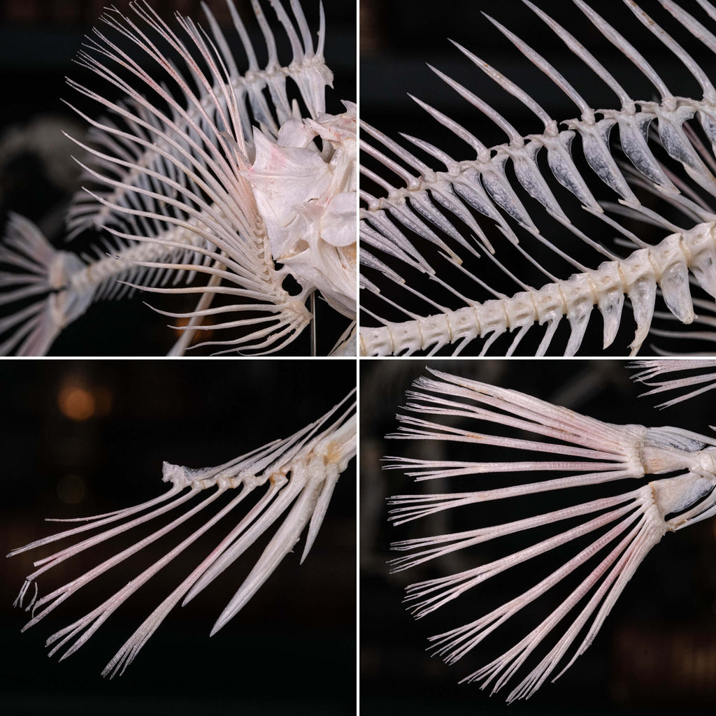 museum specimen collection
bone collection, skeleton collection 
oddities and curiosities 
Real fish skeleton taxidermy 
real fish skull
trophy fish taxidermy 
full fish skeleton 
fish anatomy 
fish spikes
predator fish specimen
Monsterfish skull