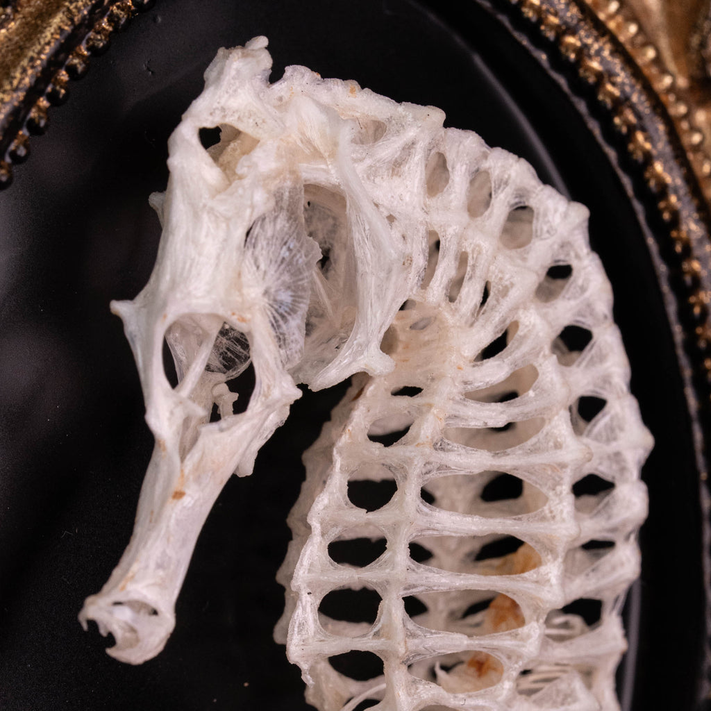 Seahorse skeleton mounted on an ornate vintage frame, showcasing intricate marine bones. Ideal for nautical decor, marine taxidermy, or Gothic wall art. Photographed with elegant detail, perfect for curio cabinets or ocean-inspired collections