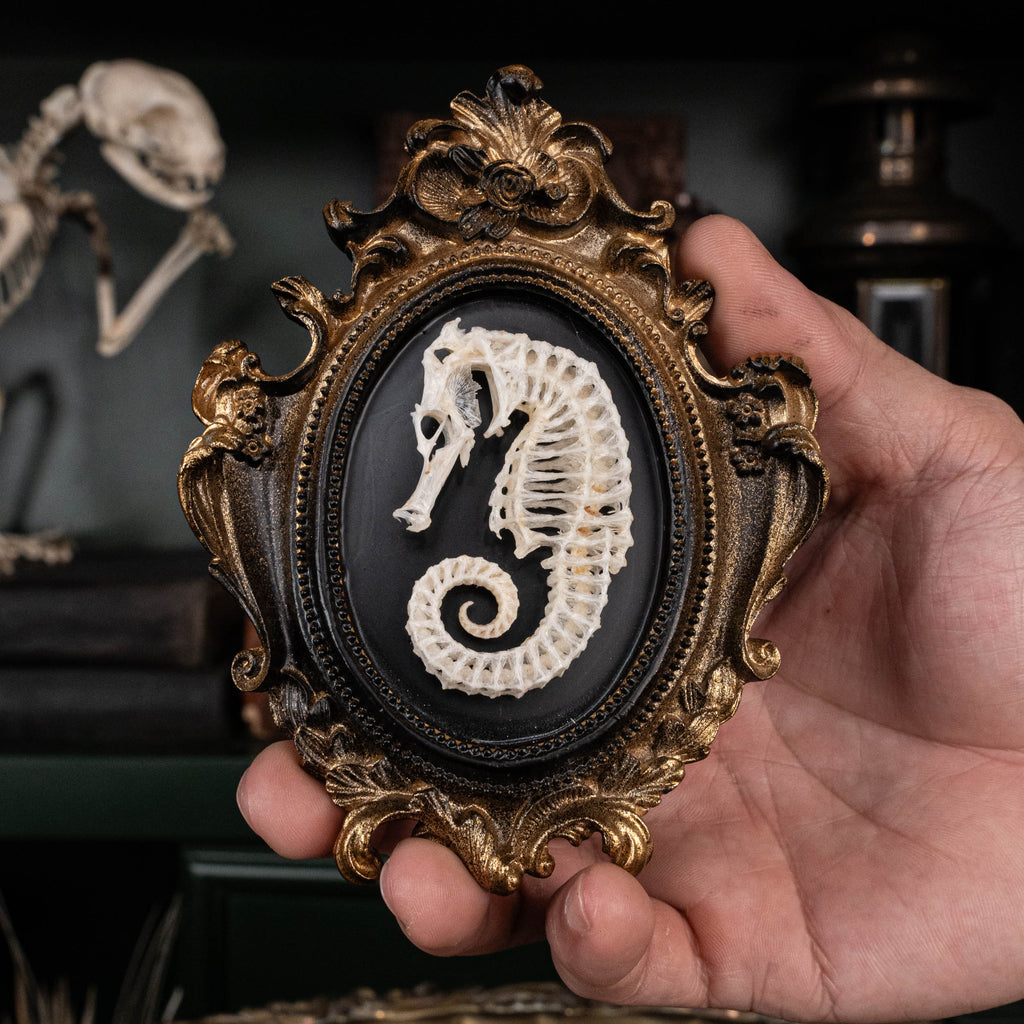 A delicately articulated seahorse skeleton mounted on a vintage frame. The intricate structure of the skeleton is beautifully preserved, blending the elegance of marine osteology with the timeless charm of Gothic decor. Perfect for natural history enthusiasts, curio cabinet collectors, or as a unique addition to dark academia-inspired interiors.
