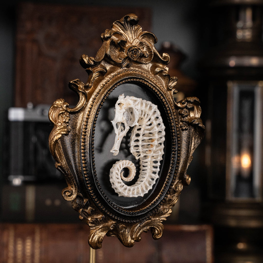 Seahorse skeleton mounted on an ornate vintage frame, showcasing intricate marine bones. Ideal for nautical decor, marine taxidermy, or Gothic wall art. Photographed with elegant detail, perfect for curio cabinets or ocean-inspired collections