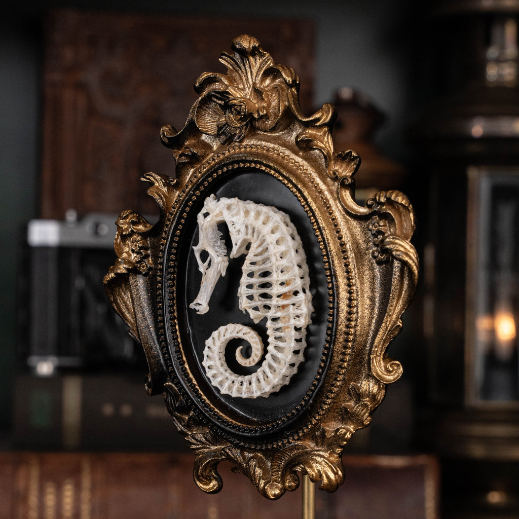 Seahorse skeleton mounted on an ornate vintage frame, showcasing intricate marine bones. Ideal for nautical decor, marine taxidermy, or Gothic wall art. Photographed with elegant detail, perfect for curio cabinets or ocean-inspired collections