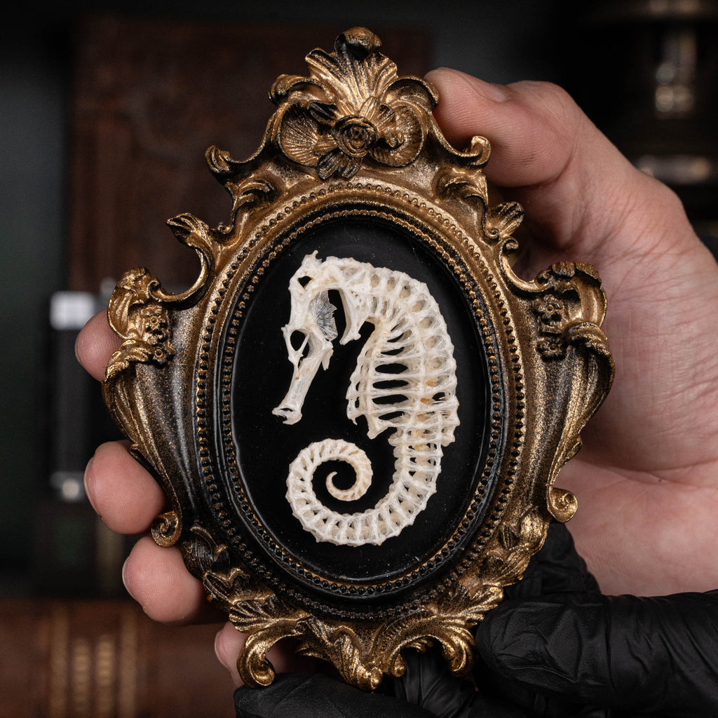 Seahorse skeleton mounted on an ornate vintage frame, showcasing intricate marine bones. Ideal for nautical decor, marine taxidermy, or Gothic wall art. Photographed with elegant detail, perfect for curio cabinets or ocean-inspired collections