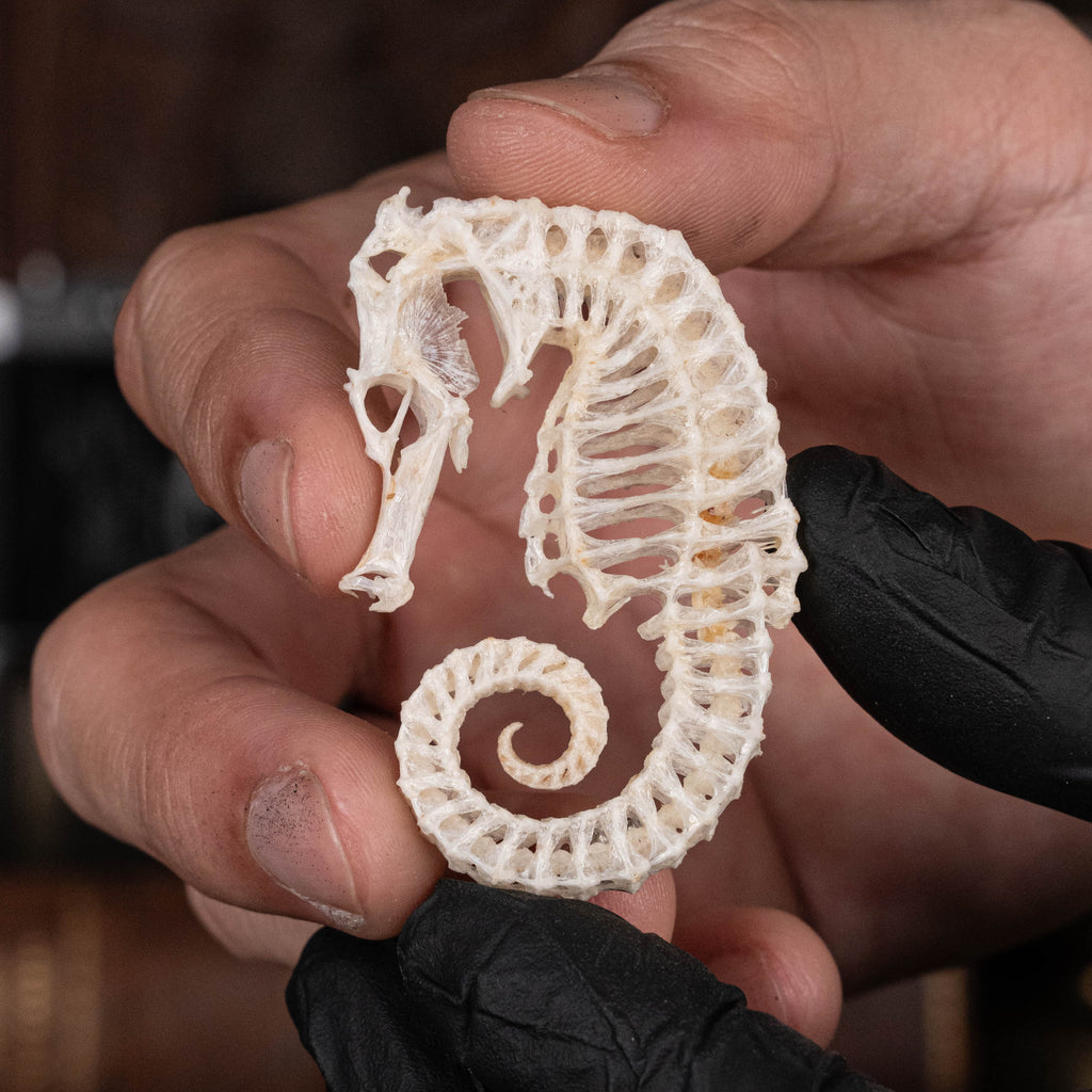 Seahorse skeleton mounted on an ornate vintage frame, showcasing intricate marine bones. Ideal for nautical decor, marine taxidermy, or Gothic wall art. Photographed with elegant detail, perfect for curio cabinets or ocean-inspired collections