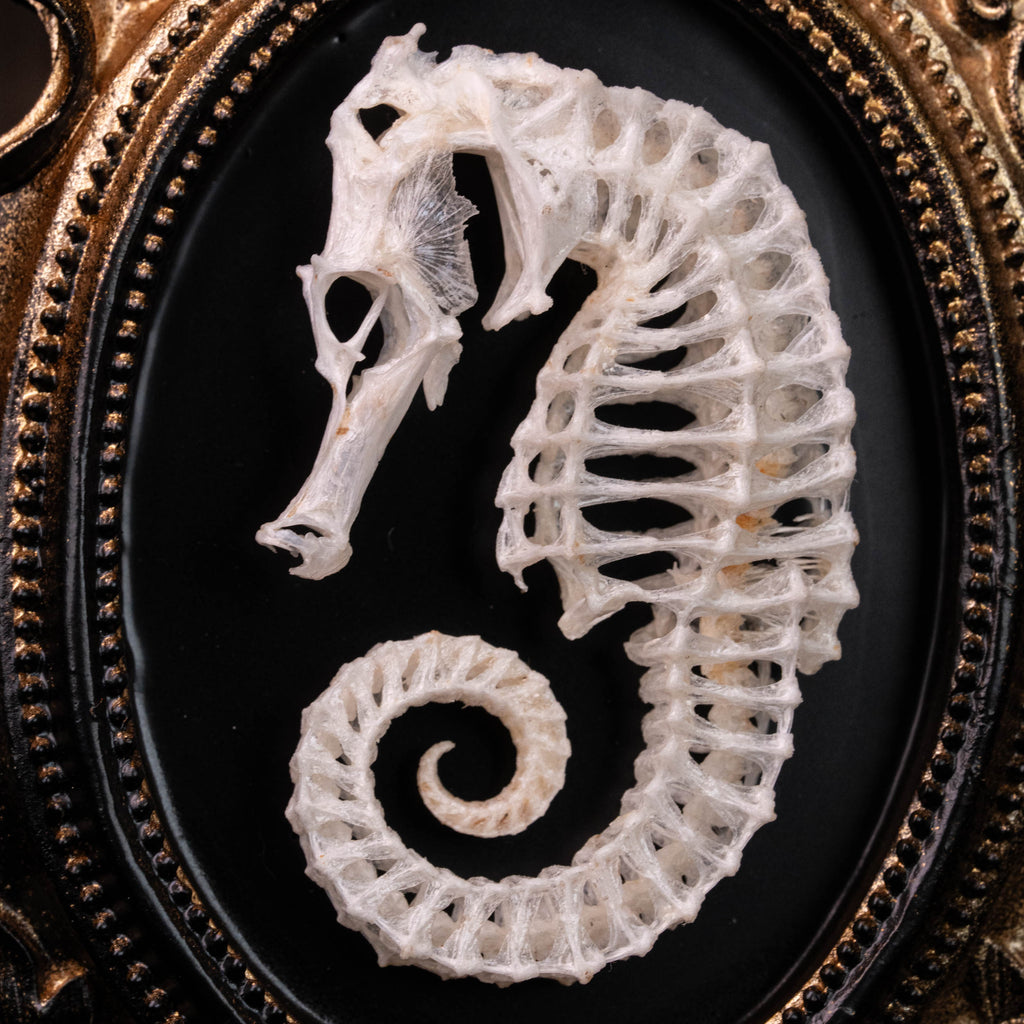 Seahorse skeleton mounted on an ornate vintage frame, showcasing intricate marine bones. Ideal for nautical decor, marine taxidermy, or Gothic wall art. Photographed with elegant detail, perfect for curio cabinets or ocean-inspired collections