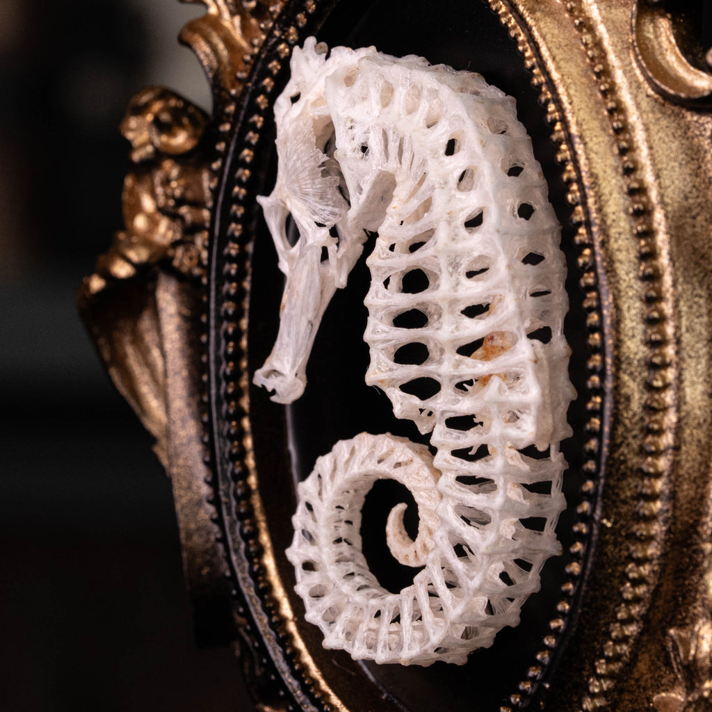 Seahorse skeleton mounted on an ornate vintage frame, showcasing intricate marine bones. Ideal for nautical decor, marine taxidermy, or Gothic wall art. Photographed with elegant detail, perfect for curio cabinets or ocean-inspired collections