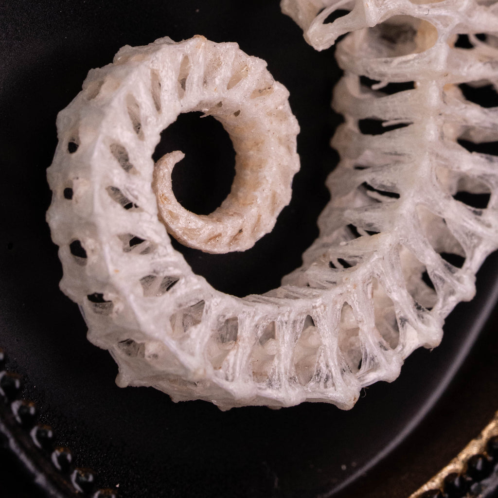 Seahorse skeleton mounted on an ornate vintage frame, showcasing intricate marine bones. Ideal for nautical decor, marine taxidermy, or Gothic wall art. Photographed with elegant detail, perfect for curio cabinets or ocean-inspired collections