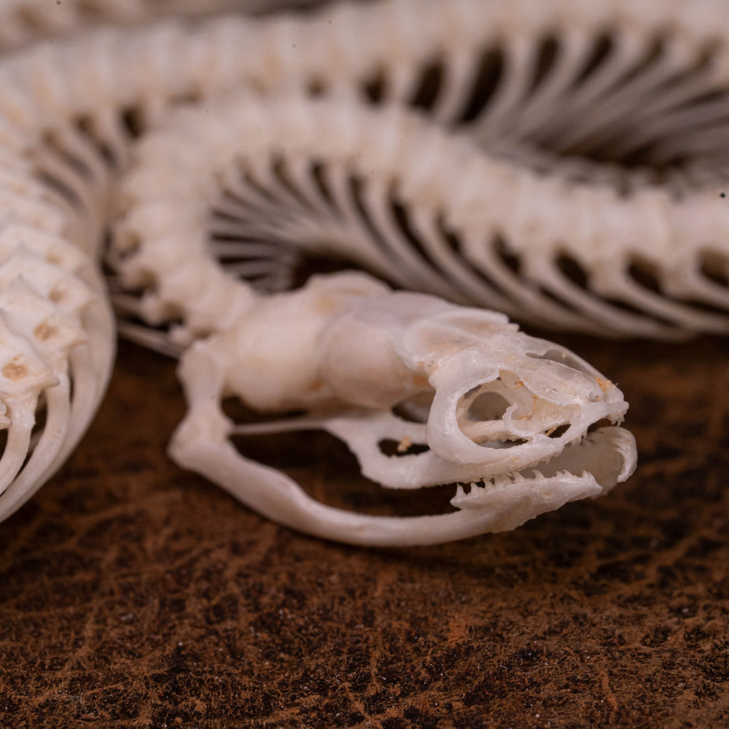 A beautifully preserved snake skeleton mounted on an ornate antique Gothic frame. The intricate skeletal details are complemented by the dark, vintage aesthetic of the frame, creating a striking piece of Gothic wall art. Perfect for vintage home decor or curio cabinet displays, this creepy art piece is photographed against a moody, dark background to enhance its dramatic appeal.