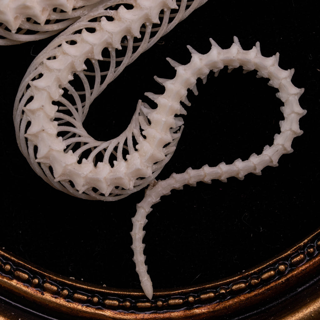 A beautifully preserved snake skeleton mounted on an ornate antique Gothic frame. The intricate skeletal details are complemented by the dark, vintage aesthetic of the frame, creating a striking piece of Gothic wall art. Perfect for vintage home decor or curio cabinet displays, this creepy art piece is photographed against a moody, dark background to enhance its dramatic appeal.