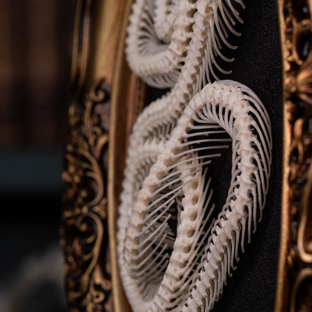 A beautifully preserved snake skeleton mounted on an ornate antique Gothic frame. The intricate skeletal details are complemented by the dark, vintage aesthetic of the frame, creating a striking piece of Gothic wall art. Perfect for vintage home decor or curio cabinet displays, this creepy art piece is photographed against a moody, dark background to enhance its dramatic appeal.