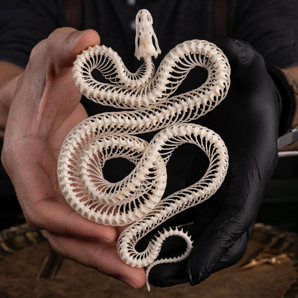 A beautifully preserved snake skeleton mounted on an ornate antique Gothic frame. The intricate skeletal details are complemented by the dark, vintage aesthetic of the frame, creating a striking piece of Gothic wall art. Perfect for vintage home decor or curio cabinet displays, this creepy art piece is photographed against a moody, dark background to enhance its dramatic appeal.