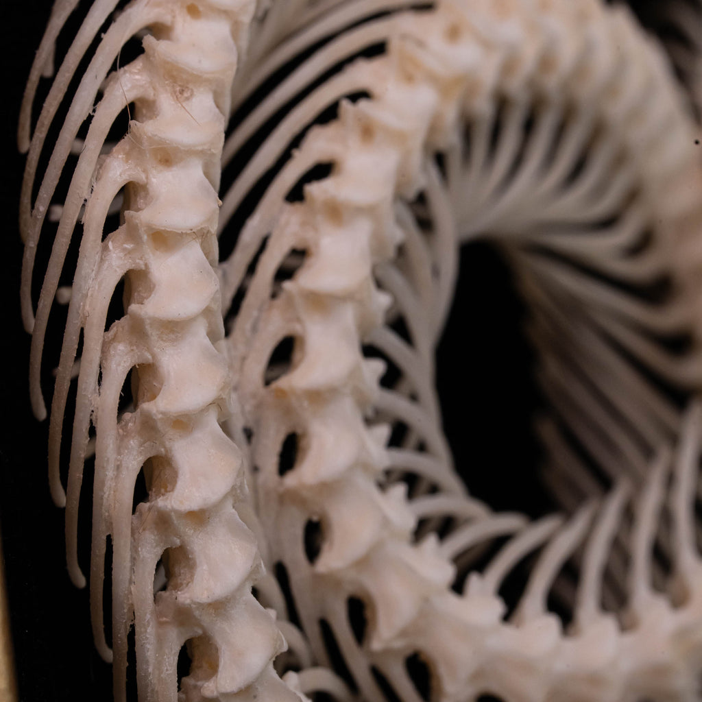 A beautifully preserved snake skeleton mounted on an ornate antique Gothic frame. The intricate skeletal details are complemented by the dark, vintage aesthetic of the frame, creating a striking piece of Gothic wall art. Perfect for vintage home decor or curio cabinet displays, this creepy art piece is photographed against a moody, dark background to enhance its dramatic appeal.